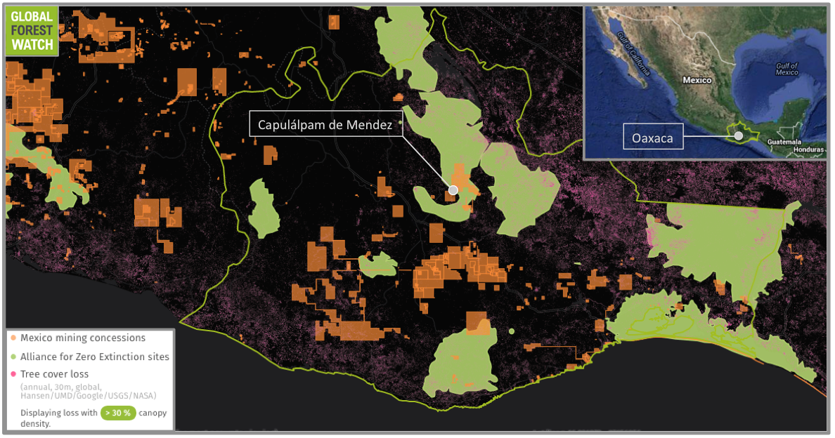 More than half the state of Oaxaca is covered with dense forest. But data from the forest monitoring platform Global Forest Watch (GFW) show loss has been occurring in recent years, concentrated in the southeastern portion of the state. Oaxaca is also home to a large number of critically endangered species found nowhere else in the world. The Alliance for Zero Extinction (AZE) lists a total of 38 of these species in Oaxaca -- 22 of which inhabit one AZE site bordering Capulálpam de Mendez. 