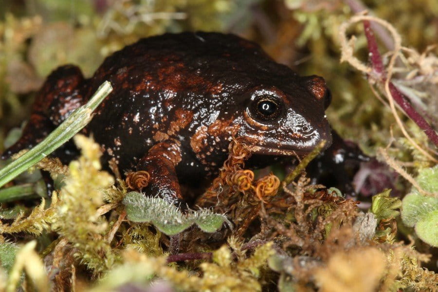 Another new Psychrophrynella species. Photo by Mileniusz Spanowicz / WCS.