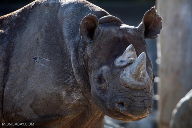 Rhino Without Horn