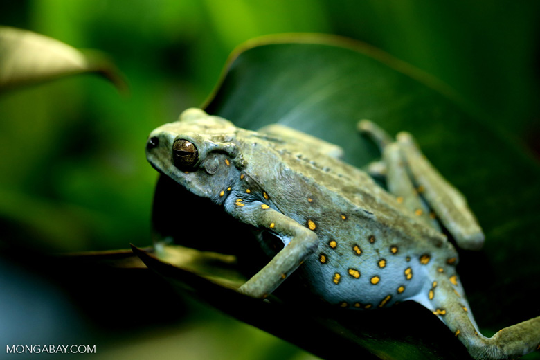 Female Borneo climbing toad (Pedostibes hosii). Photo by Rhett Butler. 