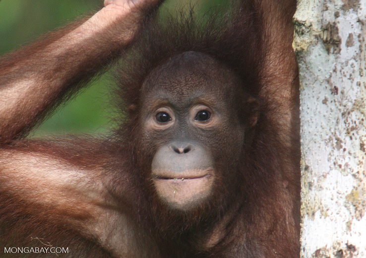 Orangutan in Malaysian Borneo. Photo by Rhett A. Butler. 