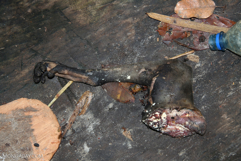 Severed monkey leg in the bottom of a canoe, Gabon. Photo by Rhett A. Butler. 