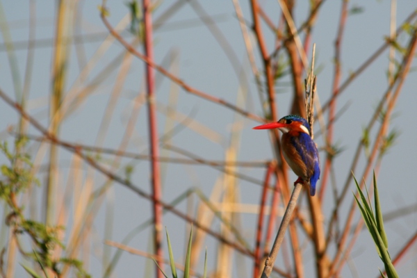 Malachite kingfisher (Alcedo cristata) in Chobe National Park, Botswana. Photo by Tiffany Roufs. 