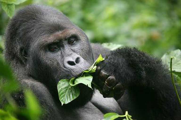 The world's leading conservation organizations have joined together to fight for the survival of the Endangered Grauer's or eastern lowland gorilla (Gorilla beringei graueri). Photo courtesy of ICCN 