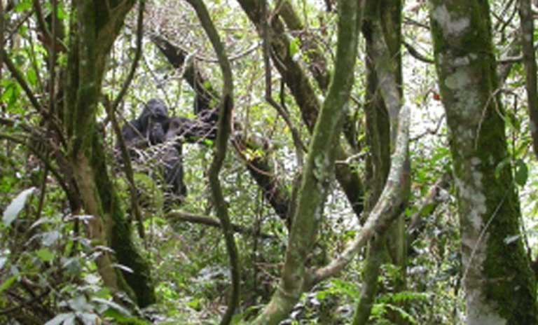 A mountain gorilla blends in with its surroundings in Bwindi Impenetrable National Forest. Photo courtesy of Gladys Kalema-Zikukosa/CTPH