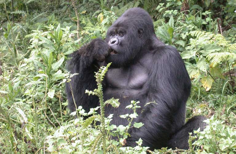 A mountain gorilla in Rwanda. Photo by Carlos Gutiérrez 