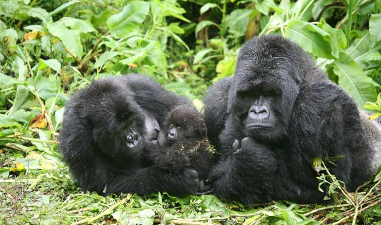 A silverback male gorilla along with an adult female and offspring. Photo by Martha M. Robbins, MPI-EVAN