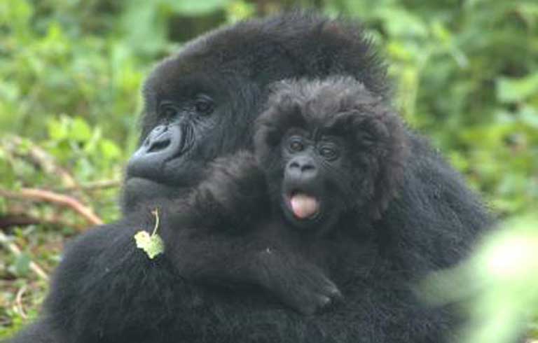 A mountain gorilla mother and her infant. Photo courtesy of UC Davis Wildlife Health Center