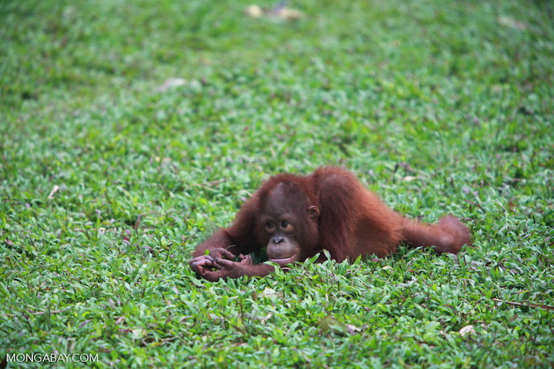 Small orangutan contemplates life, in Kalimantan. Photo by Rhett A. Butler. 