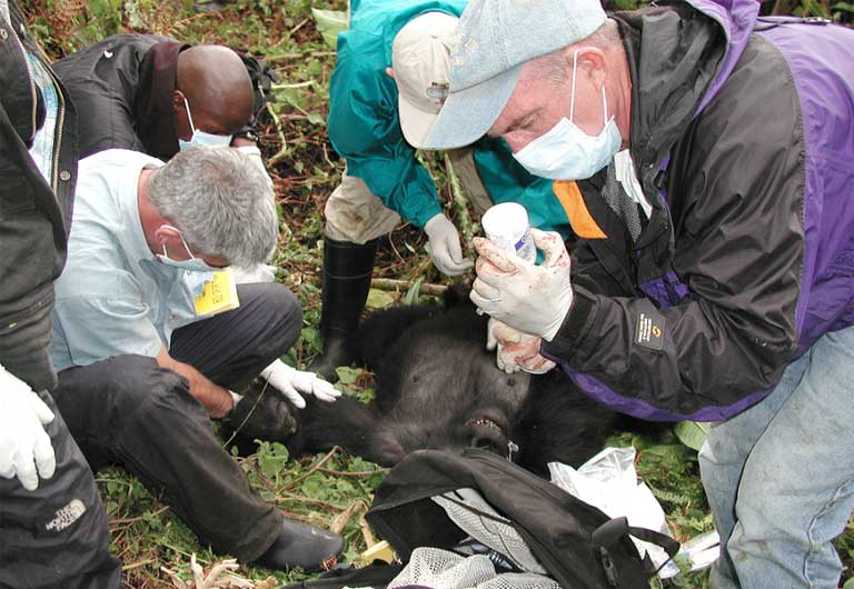 Gorilla Doctor Mike Cranfield and his health care team perform a medical intervention on a mountain gorilla in the field. Photo courtesy of the Gorilla Doctors and UC Davis Wildlife Health Center