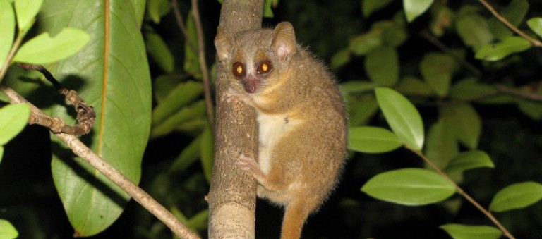 Microcebus ganzhorni is named in honor of the Hamburg ecologist Prof. Jörg Ganzhorn who has worked on ecology and conservation in Madagascar for more than 30 years. Photo by G. Donati. Microcebus ganzhorni is named in honor of the Hamburg ecologist Prof. Jörg Ganzhorn who has worked on ecology and conservation in Madagascar for more than 30 years. Photo by G. Donati.