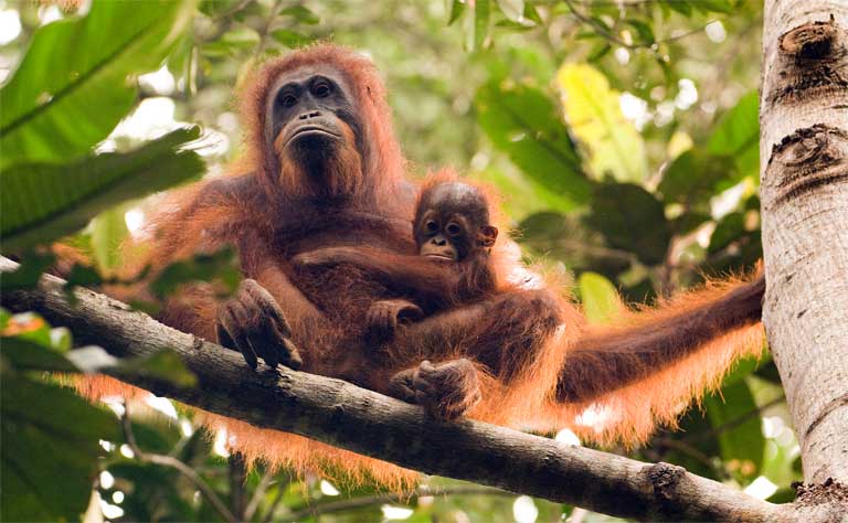 Orangutan female and infant in Sabangau Forest, Indonesia. (C) OuTrop Harrington Photography