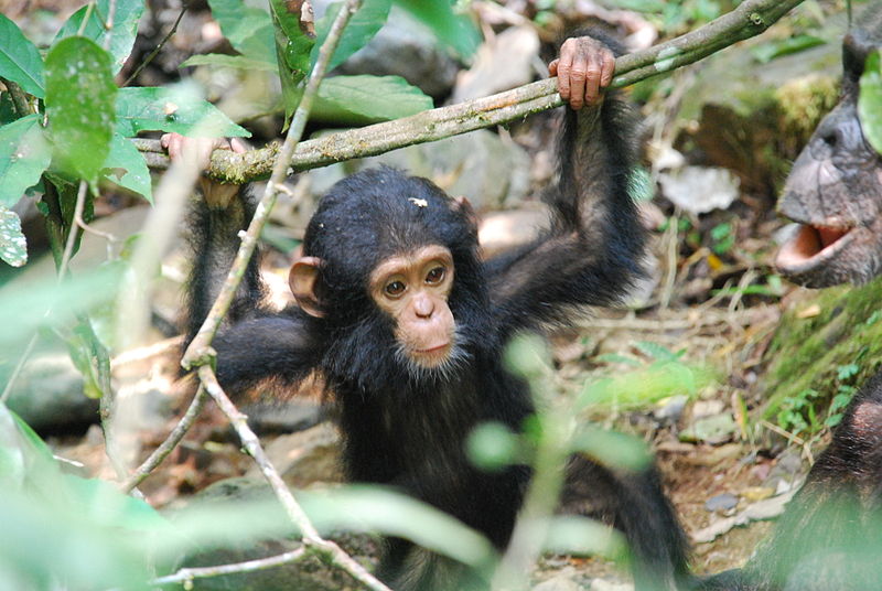 A young Gombe chimpanzee. Photo by Roland licensed under the Creative Commons Attribution-Share Alike 2.0 Generic license