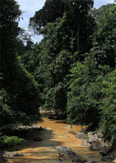 Scientists say that in Sabah, riparian vegetation should be retained alongside rivers more than 3 meters wide to provide cover and facilitate wildlife movement. Photo by Matt Struebig, DICE-University of Kent