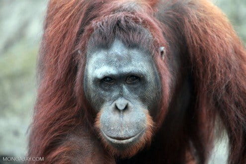 Scientists hope that orangutans will use the riparian corridors to move between forest patches surrounded by oil palm plantations. Photo by Rhett A. Butler