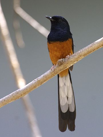 The white-rumped shama. Photo by K.W. Bridges/Wikimedia Commons