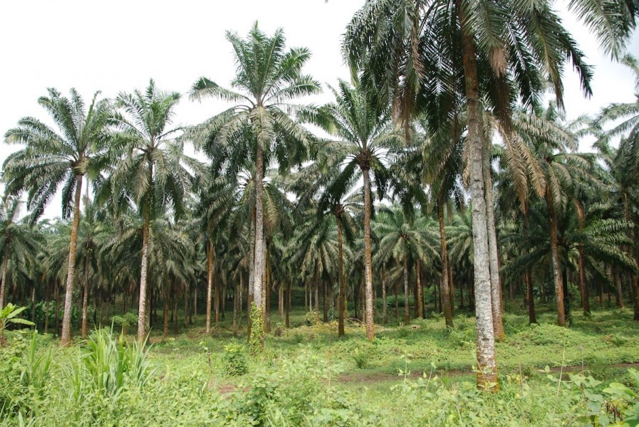 An established oil palm plantation outside Limbe, Cameroon. Photo by John C. Cannon.