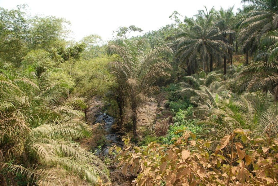 A stream cuts through through Palmol plantations between Mundemba and Kumba. Photo by John C. Cannon.