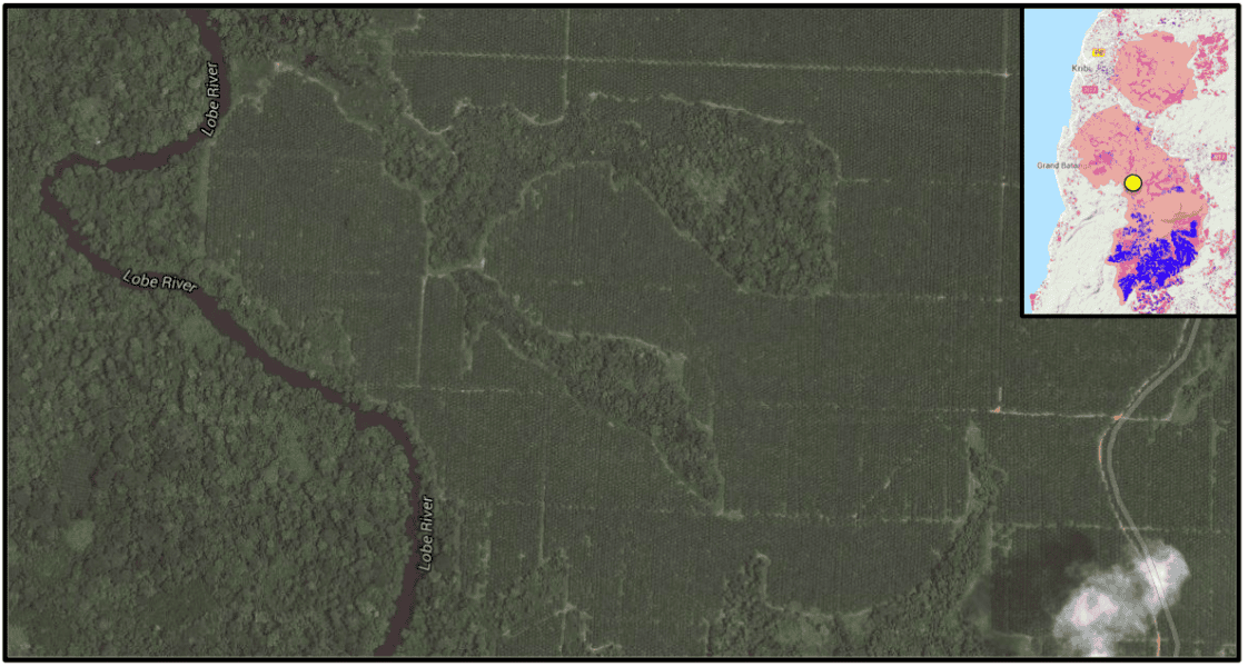 Satellite imagery shows large monoculture tree plantations in one of SOCAPALM's oil palm concessions.