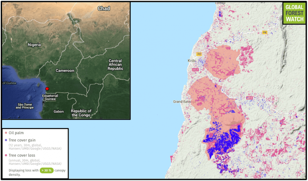 Vast SOCAPALM plantations flank Cameroon's southern port city of Kribi. Satellite data on tree cover loss and gain indicate high levels of activity in the concessions since data collection began in 2001.