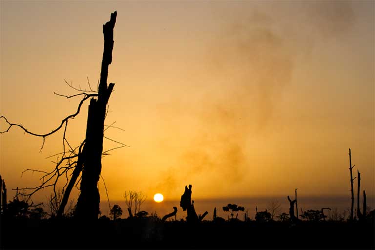 Once a great forest filled with wildlife, now only charcoal remains as the sun sets over the Tripa Peat swamp forest. Photo by Paul Hilton