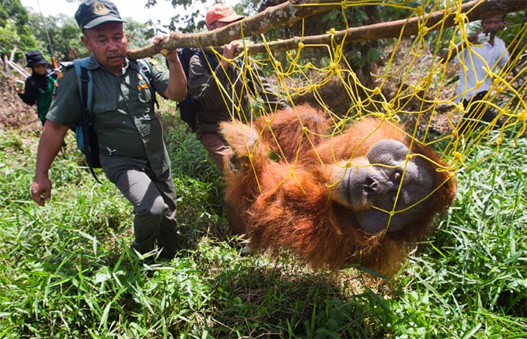 A large male orangutan is rescued and relocated after his home forest was destroyed for oil palm expansion in Indonesia's Tripa peat swamp. Photo by Paul Hilton