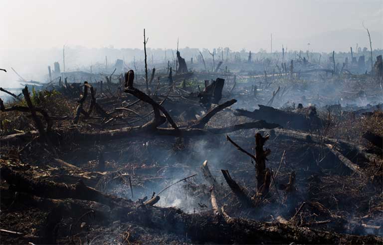 Forests are burnt to make way for oil palm plantation expansion. Photo by Paul Hilton A local family gives up there pet orangutan during a confiscation conducted by local police and SOCP. Photo by Paul Hilton