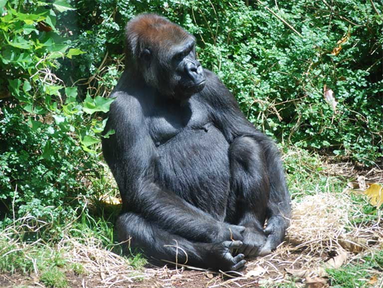 A Western Lowland gorilla. Photo (c) Robert Lynch. CC0 1.0 Universal Public Domain