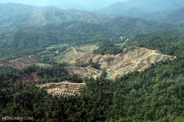 Better land use planning is urgently needed in Africa, if larges scale destruction of prime great ape habitat is to be prevented. Seen here is a new oil palm plantation in Sabeh Malaysia. Photo by Rhett A. Butler