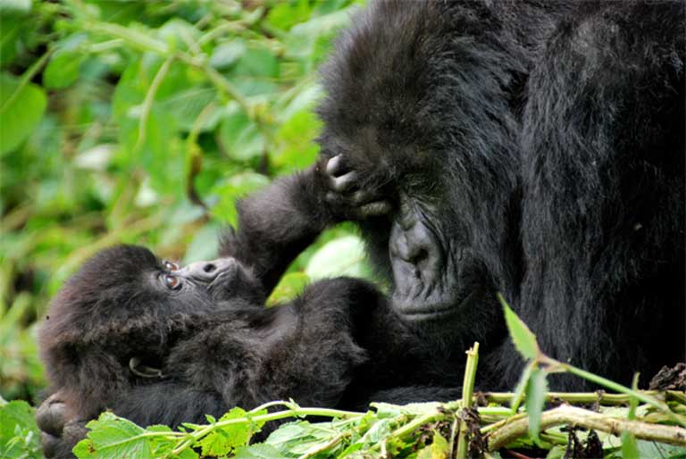 Mother and baby mountain gorillas. Photo (c) Carine06, Creative Commons Attribution-Share Alike 2.0 Generic