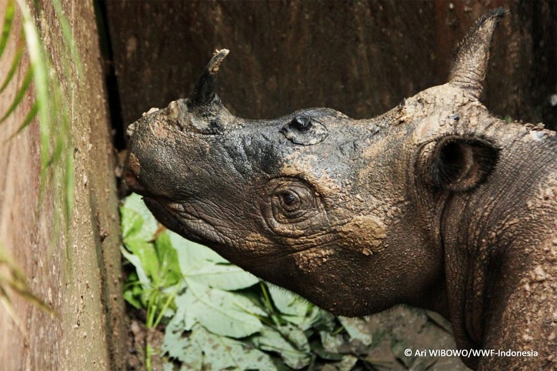 Najaq before her death on April 5. Photo by Ari Wibowo/WWF Indonesia