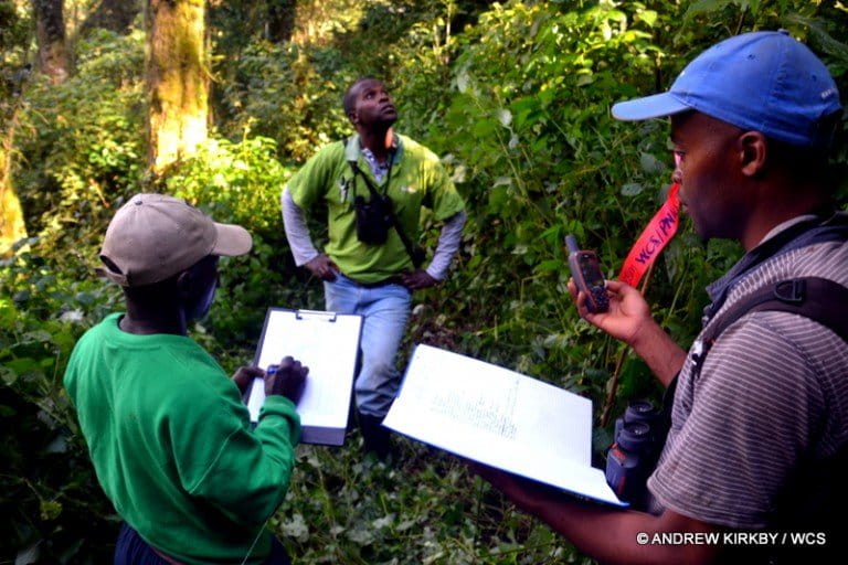 The WCS inventory team in action: Hamlet Mugaba, Celestin Kambale, Albert Masanga. Photo courtesy of Andrew Kirkby / WCS.