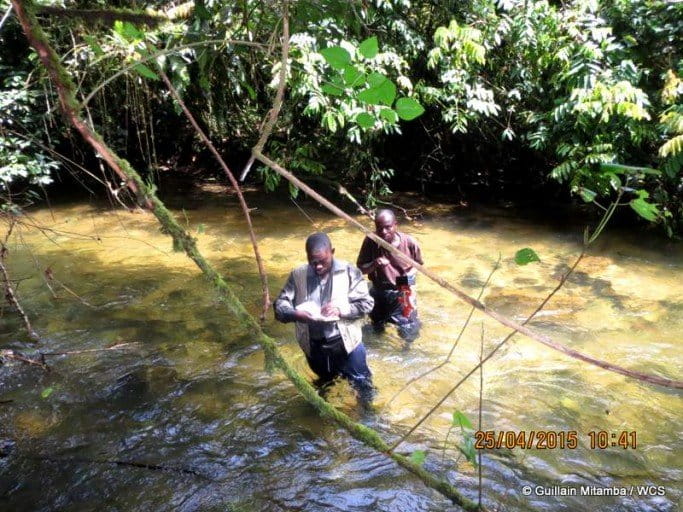 WCS's Guillain Mitamba conducting transect surveys. Photo courtesy of Andrew Kirkby / WCS.