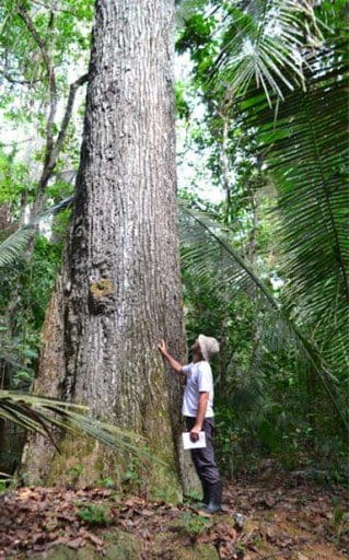 Biologist Ricardo Scoles examining a Brazi nut tree. Photo by Natalia Guerrero