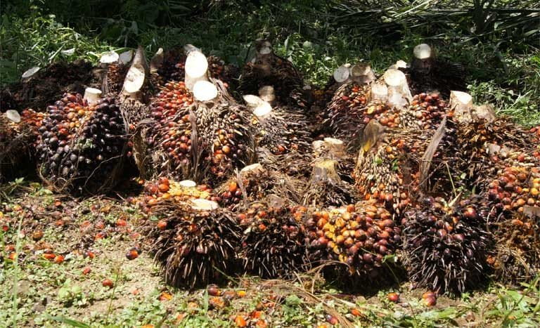 The oil palm originates from Africa and is an important crop for smallholders. Its profitability means it could play a valuable role in alleviating poverty. But big business interests in Cameroon threaten the livelihoods of rural communities who often lack legal rights to their land. Photo © Joshua Linder