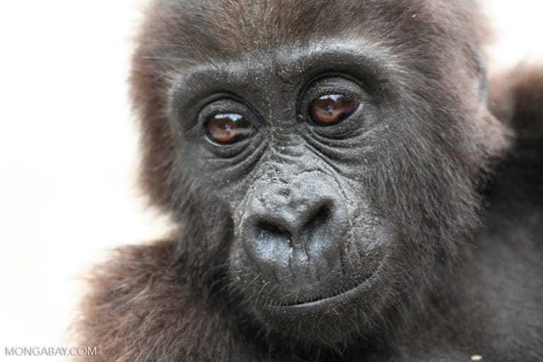 A baby gorilla. As an agro-industrial boom looks set to hit Africa, Critically Endangered gorillas are under threat. Photo by Rhett A. Butler