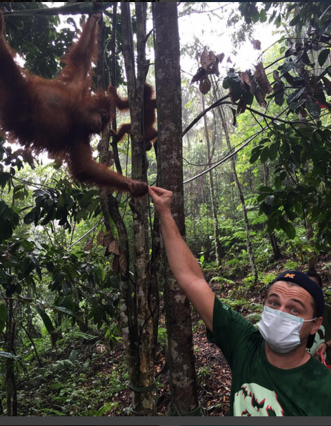 A photo uploaded to DiCaprio's Instagram account on Thursday. The caption read, "As the forest of the #Indonesian #LeuserEcosystem continues to be cleared to meet demand for Palm Oil, the critically endangered Sumatran #orangutan is being pushed to the brink of extinction...If we don't stop this rampant destruction, the Leuser Ecosystem and the Sumatran orangutans that call it home could be lost forever. Click the link in the bio to support this important work. #Indonesia"