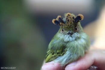 The scale-crested pygmy tyrant lives in Central America and northern South America. This individual was capturing during a bird survey, banded, and released. Photo by Rhett A. Butler.