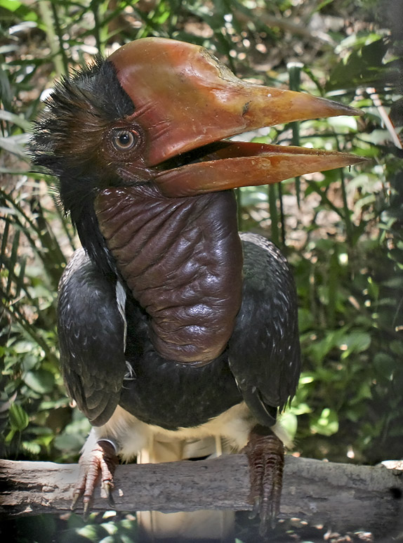 Indonesia To Kick Off 10 Year Plan To Save Critically Endangered Helmeted Hornbill