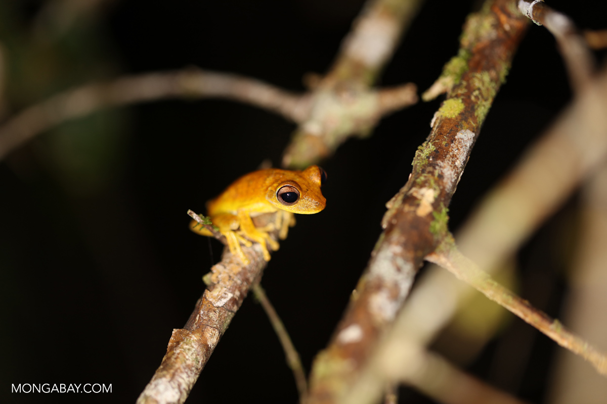 Peru is considered the fourth most biodiverse county in the world, with the majority of its wildlife found in its rainforests. Photo taken in Tambopata National Reserve by Rhett A. Butler.