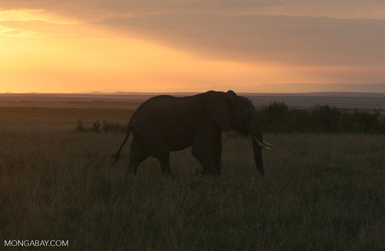 Elephant at sunset in East Africa, photo by Rhett Butler.