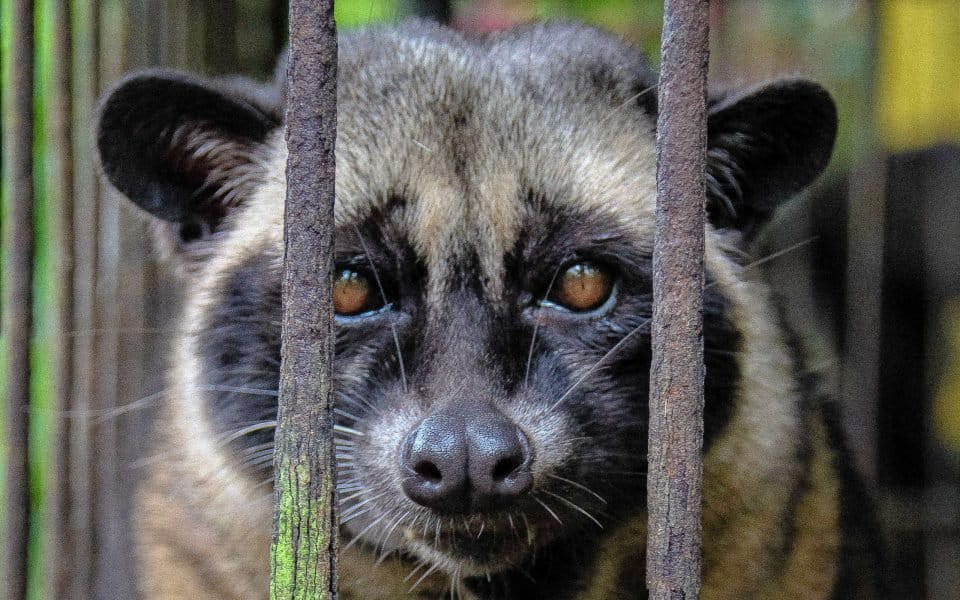 How to make civet coffee