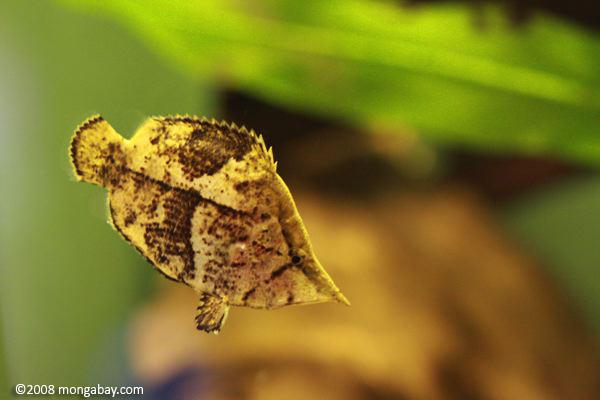 A South American Leaf Fish (Monocirrhus polyacanthus). More than 2,000 fish species live in the Amazon, the highest fish biodiversity in the world. That diversity has been greatly enriched due to the periodic isolation and intermixing of freshwater species that occurs across the region. Photo © Rhett A. Butler/Mongabay