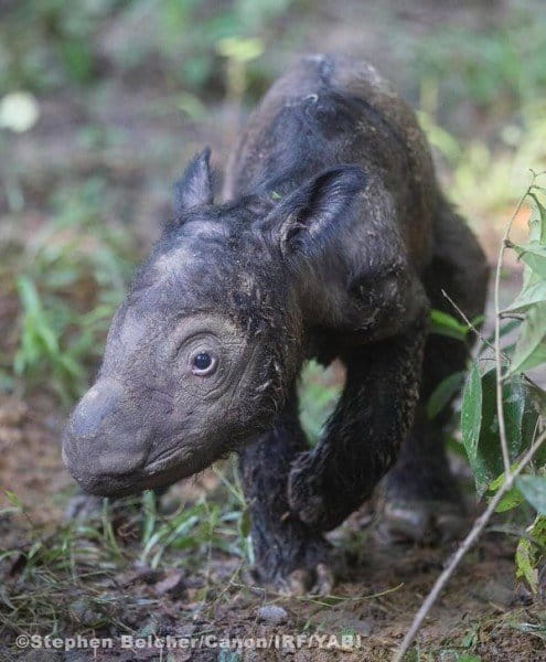 The newly born calf just hours after her birth. Photo courtesy of the International Rhino Foundation