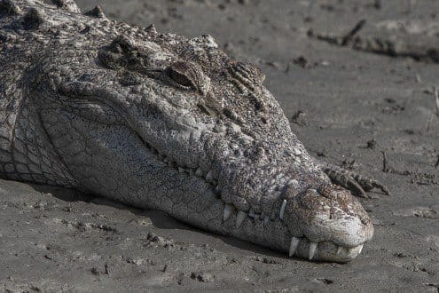 Saltwater_Croc_from_Sundarbans_India