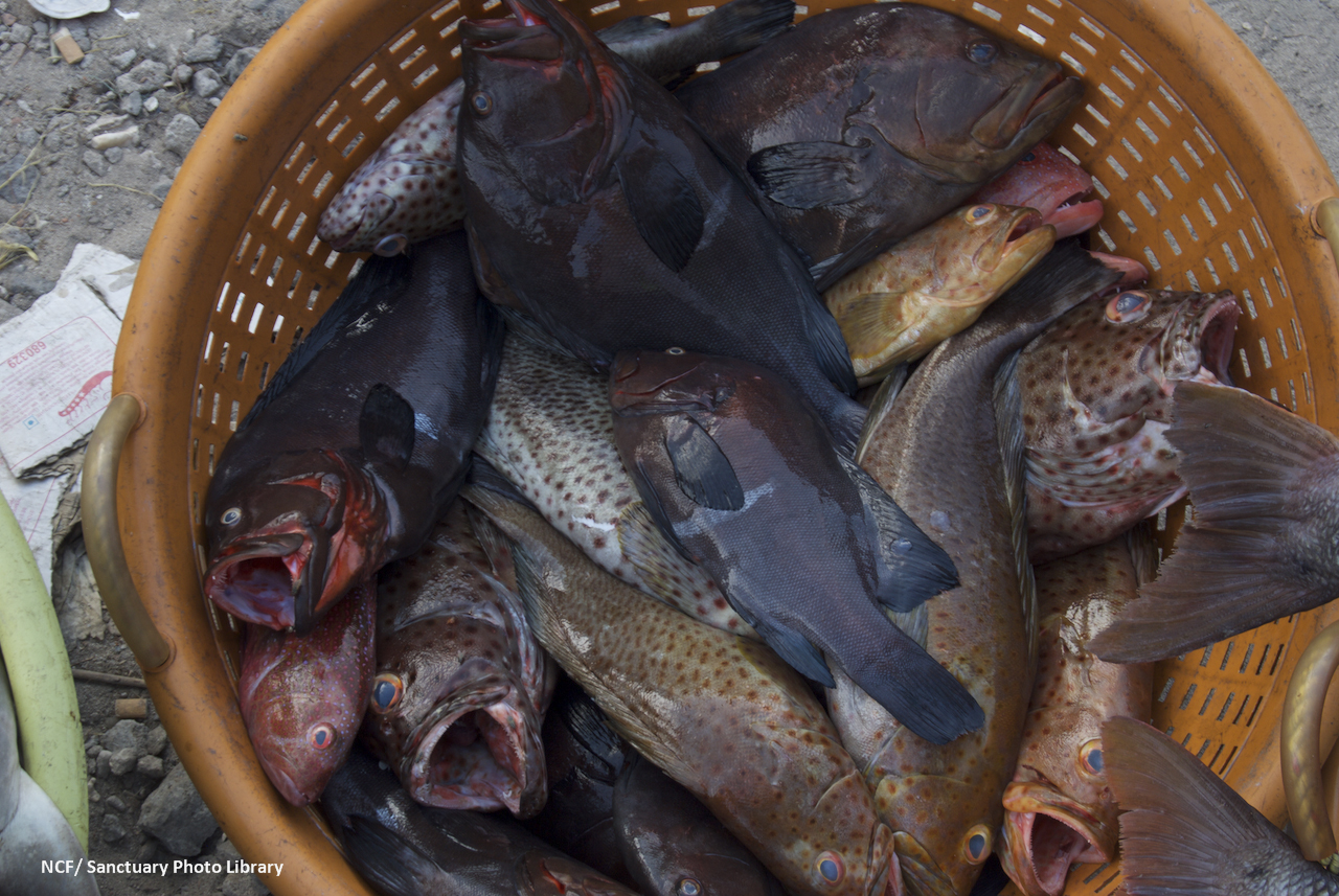 Freshly caught reef fish, for sale in Lakshadweep. Photo courtesy of NCF.