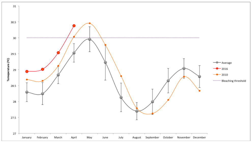 Seasonal variation in sea surface temperatures (SST) in Lakshadweep waters. The grey line shows the normal seasonal variation in water temperatures based on temperature records over the last 15 years – from 2000 to 2015. The light orange line shows how temperatures varied during the last El Niño year: 2010 – which resulted in major bleaching across the Lakshadweep. In sharp contrast the dark orange lines shows current sea surface temperatures for the first few months of 2016 – already considerably worse than the last bleaching event. The bleaching threshold is around 30°C, representing the tolerance limit for most coral, beyond which they are most likely to start bleaching and dying. Graph courtesy of NCF.