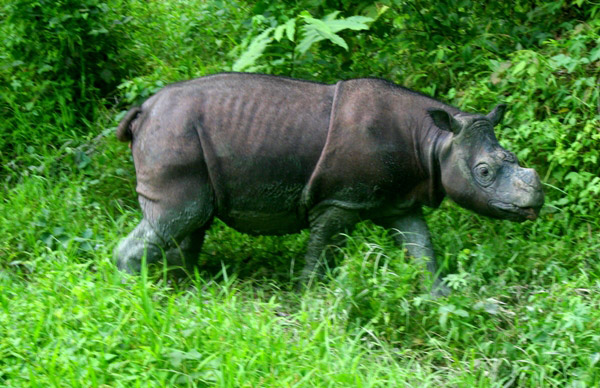 A captive Bornean rhino (Dicerorhinus sumatrensis harrissoni) named Tam in Sabah, Malaysia, where only three captive rhinos are known to survive. Photo by Jeremy Hance.