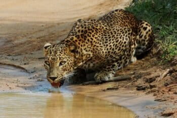 A common leopard drinking water in a forest in Sri Lanka. Image by Udayan Dasgupta/Mongabay.