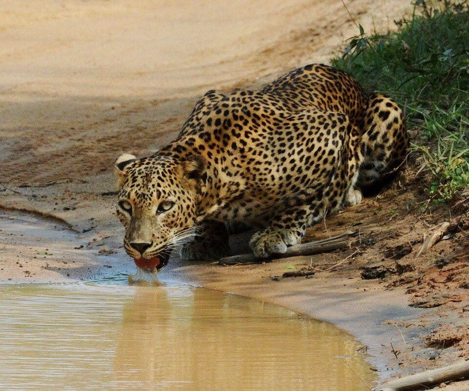 Suspected rise in targeted leopard killings worries conservationists in Sri Lanka